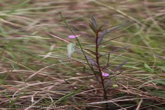 Hybanthus travancoricus